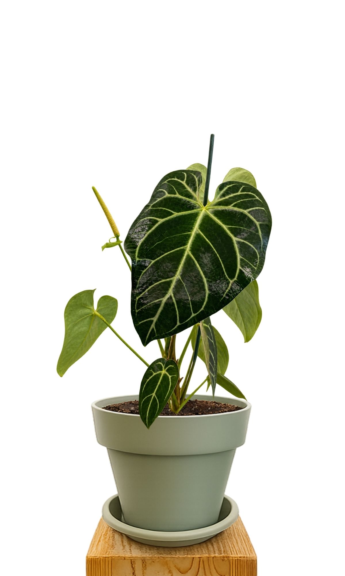 Kit de plantation 30 Vert